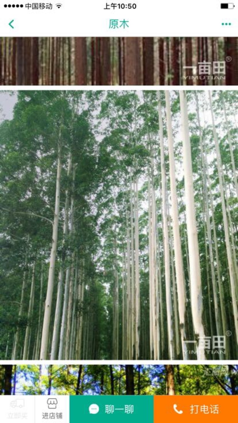 桉树