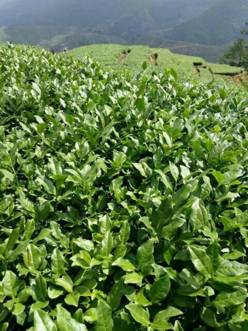 本山茶特级