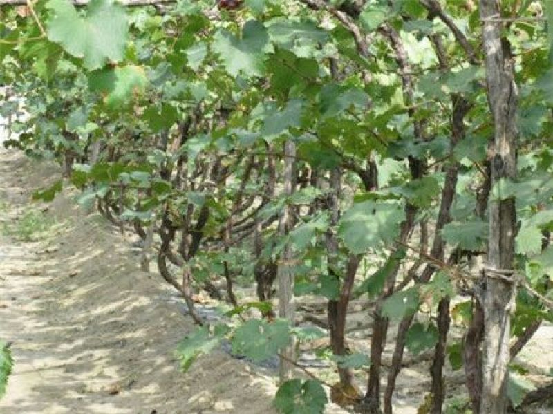 蓝宝石葡萄苗果树北方南方种植庭院爬藤地栽盆栽葡萄树苖当年