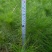 马尾松树苗30~50cm