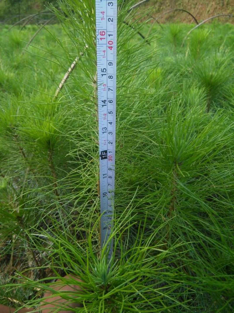 马尾松树苗30~50cm