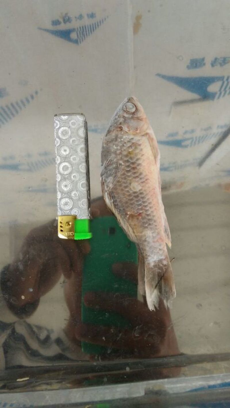 鲫鱼