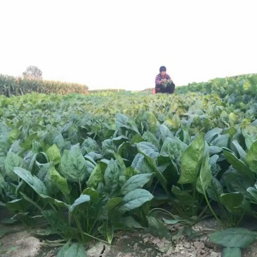秋菠菜15~20厘米