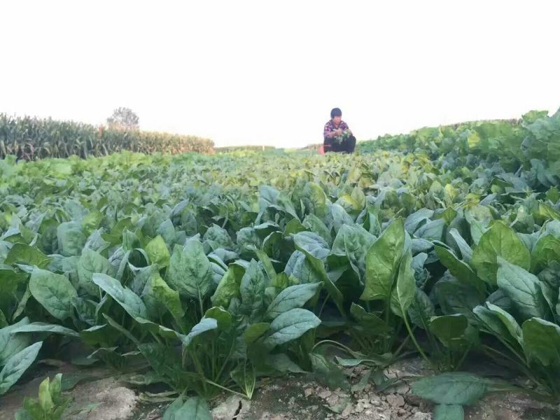 秋菠菜15~20厘米