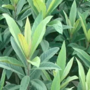 枇杷树苗10~20cm