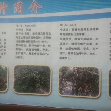 油橄榄