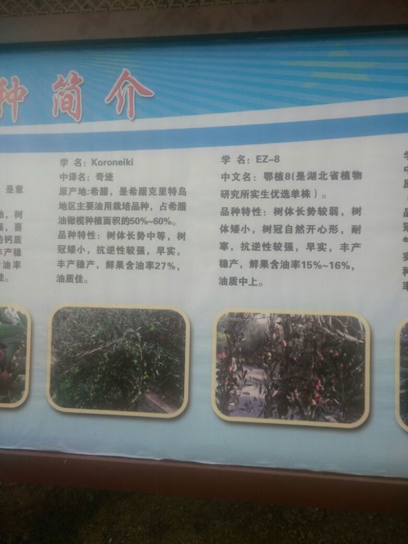 油橄榄