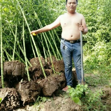 紫竹4~5m