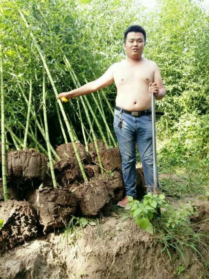 紫竹4~5m