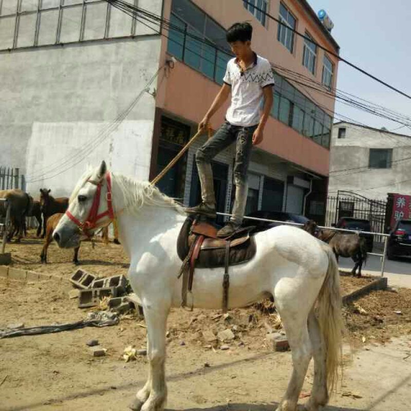 阿拉伯马