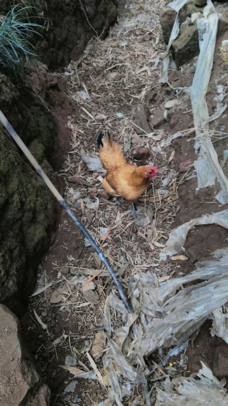 土鸡6月以下