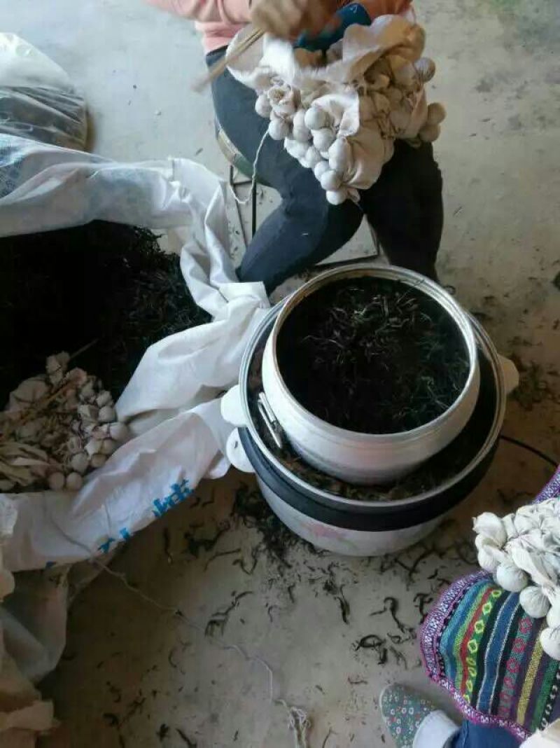 本山茶