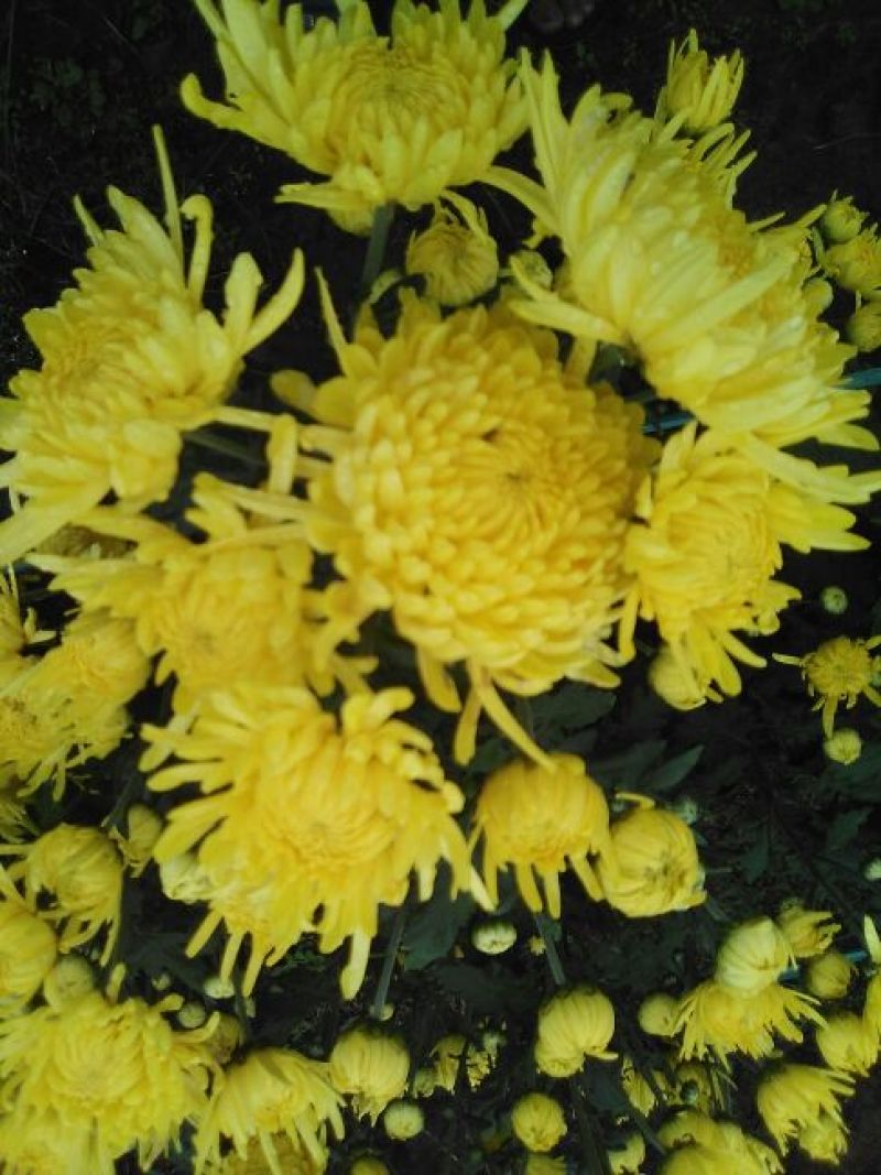 菊花茶特级