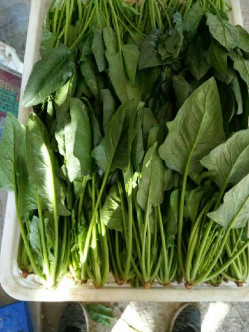 大叶菠菜25~30厘米