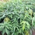 果树苗芒果苗金煌澳芒凯特芒果嫁接苗