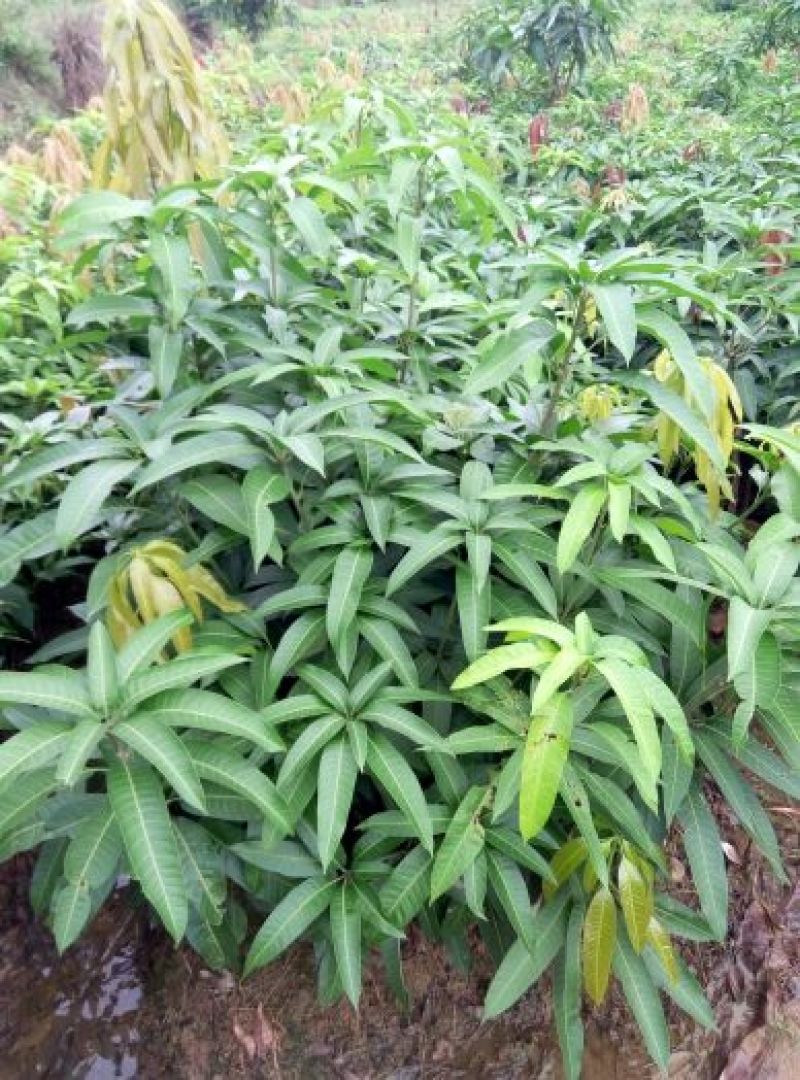 果树苗芒果苗金煌澳芒凯特芒果嫁接苗