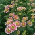 菊花鲜切花30~50cm