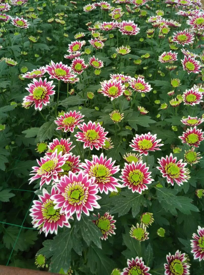 菊花鲜切花30~50cm