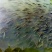 雅鱼食用7两
