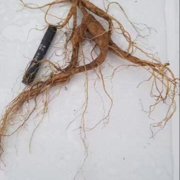 林下参