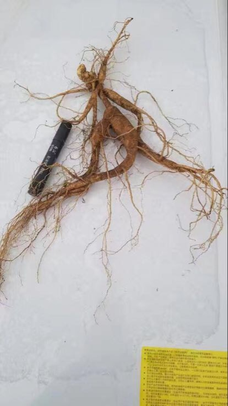 林下参
