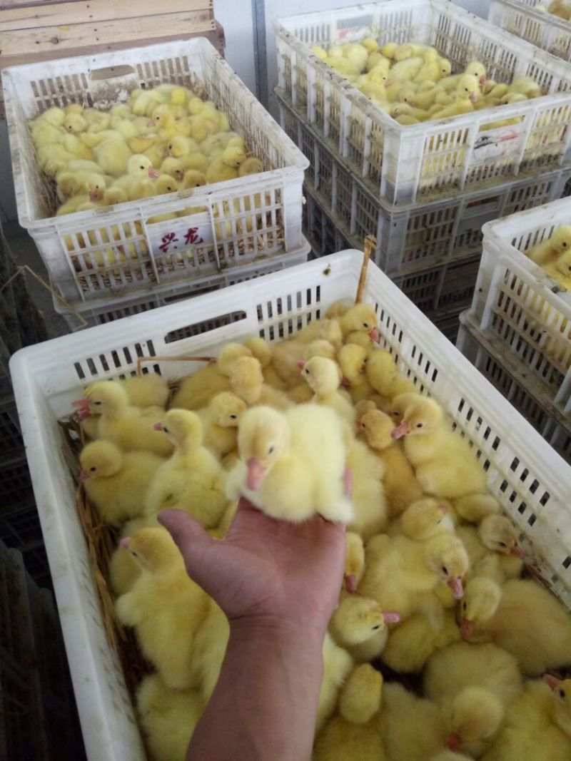 鹅苗250g以下