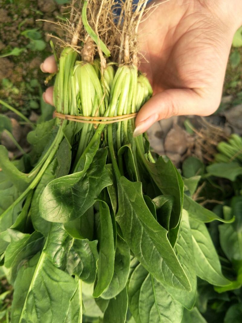 菠菜10~15厘米