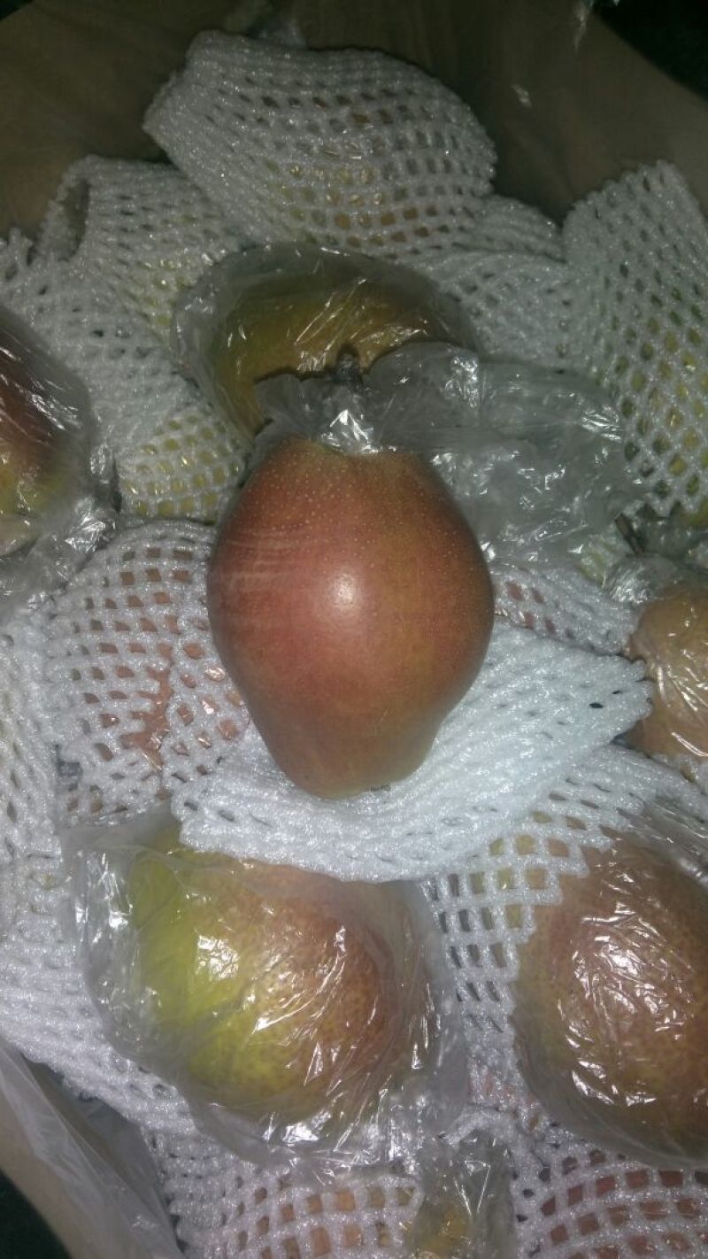 红香酥梨400~450g膜袋