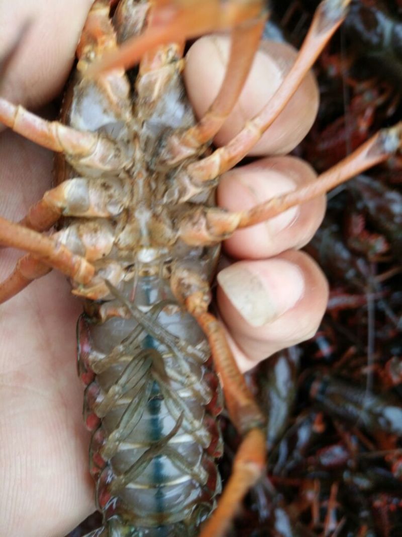 罗氏沼虾食用活虾