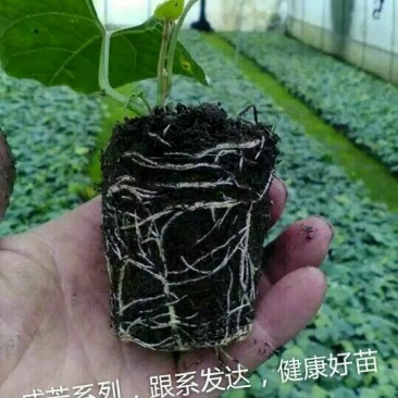 罗汉果苗