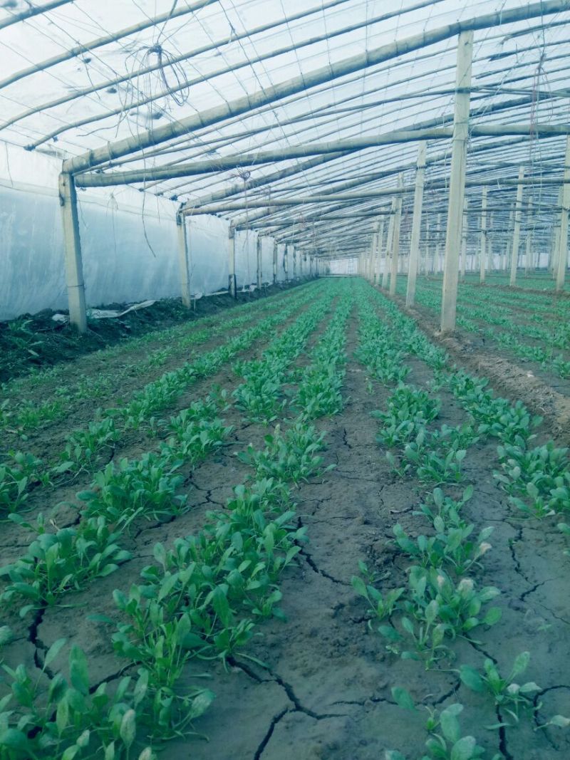 大叶菠菜20~25厘米