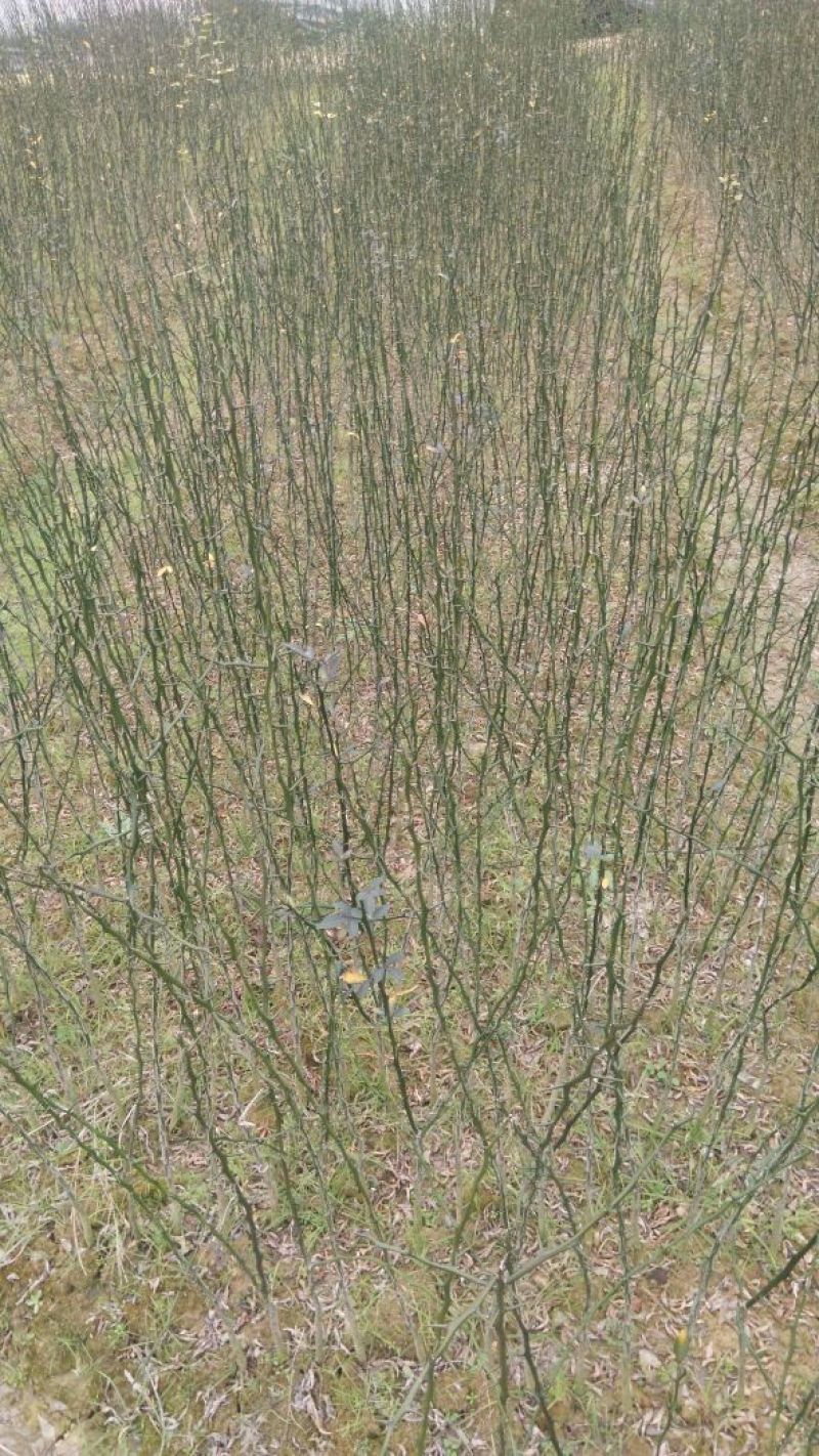 枳壳苗脚本父本枮木嫁接枮篱笆刺