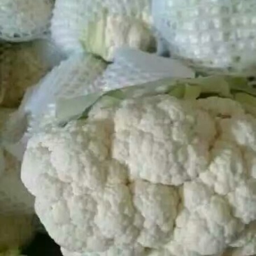 白花菜散装