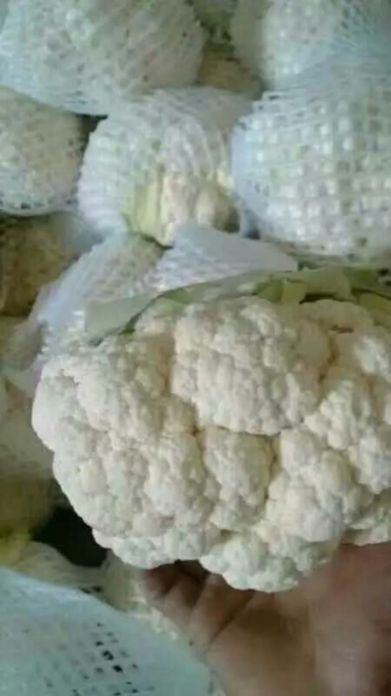 白花菜散装