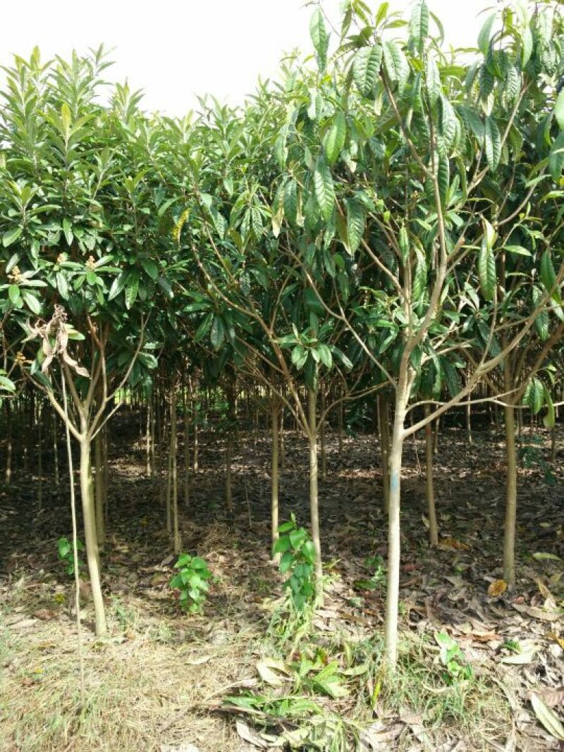 枇杷树苗51~80cm