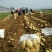 山东荷兰土豆大量上市产地基地都有货欢迎全国各地客商