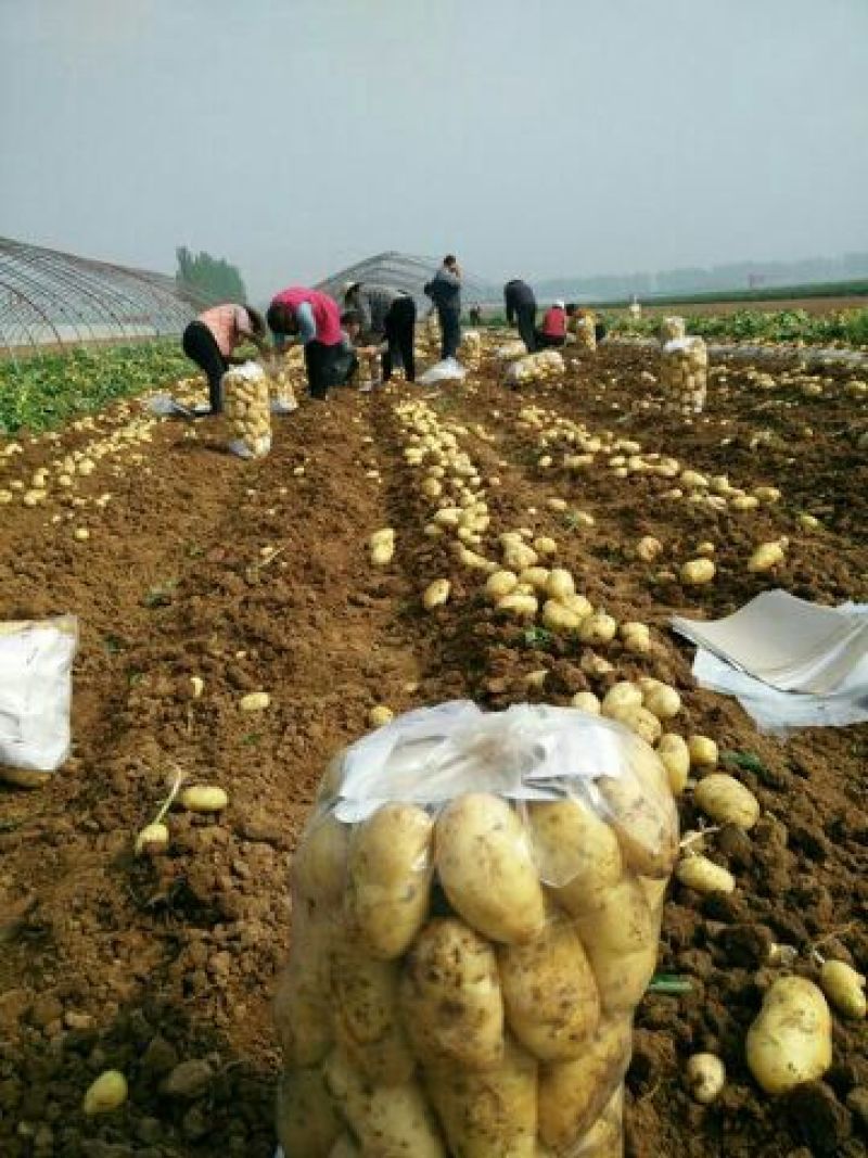 山东荷兰土豆大量上市产地基地都有货欢迎全国各地客商