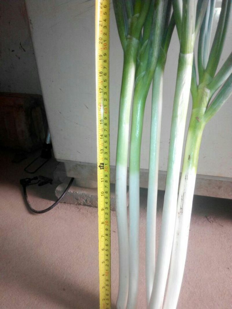 日本钢葱35~40cm毛葱2cm左右