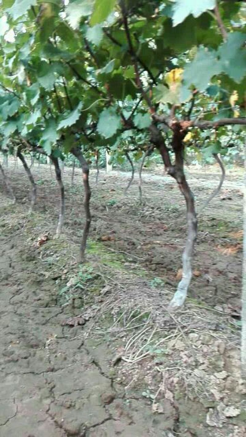 出售3～5厘米占地户太八号葡萄树保证树苗成活率
