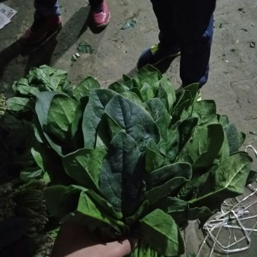 越冬菠菜25~30厘米