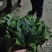 越冬菠菜25~30厘米