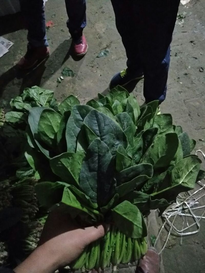 越冬菠菜25~30厘米