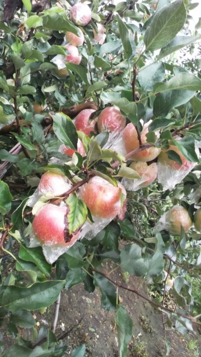 美八苹果大量上市。质量非常好价格优惠。有需要的联系我
