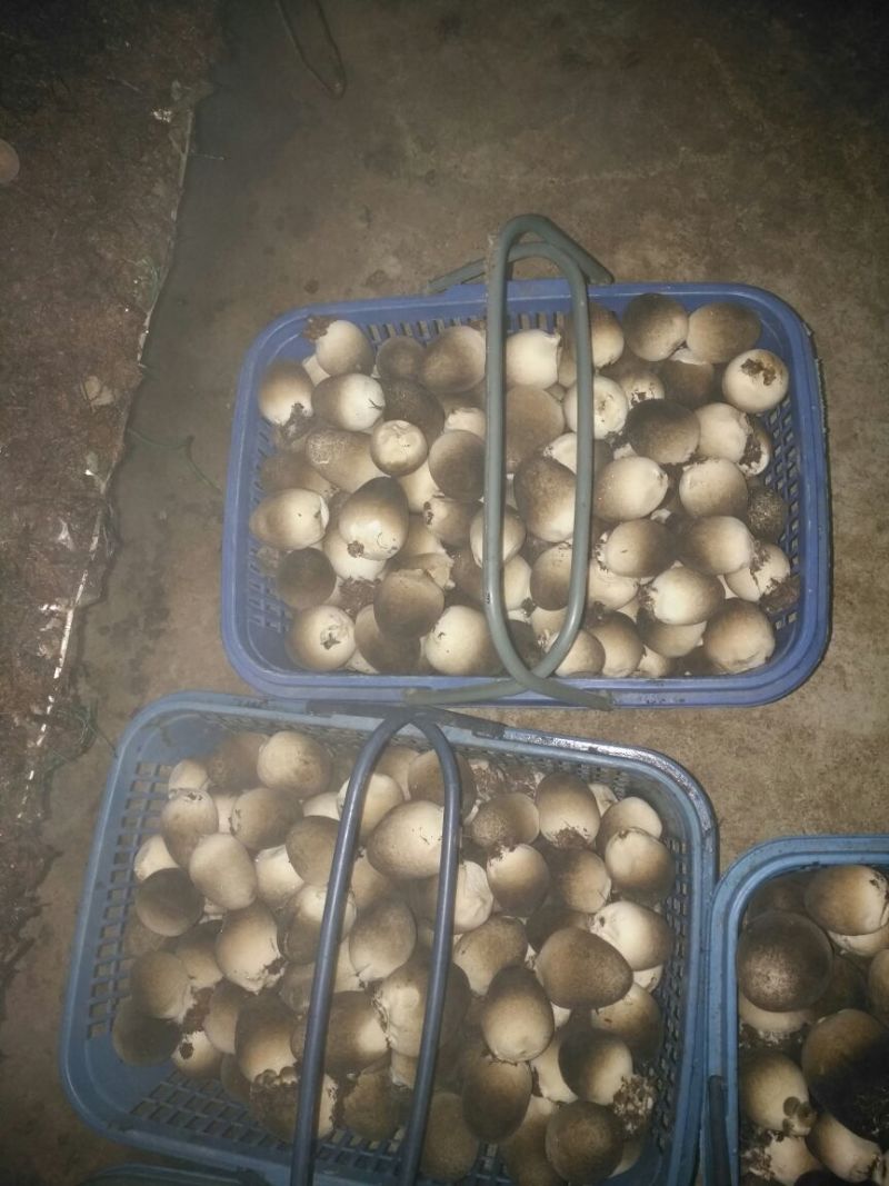鲜草菇88%特级