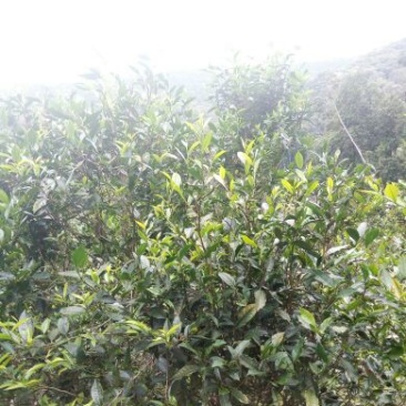 普洱茶散茶