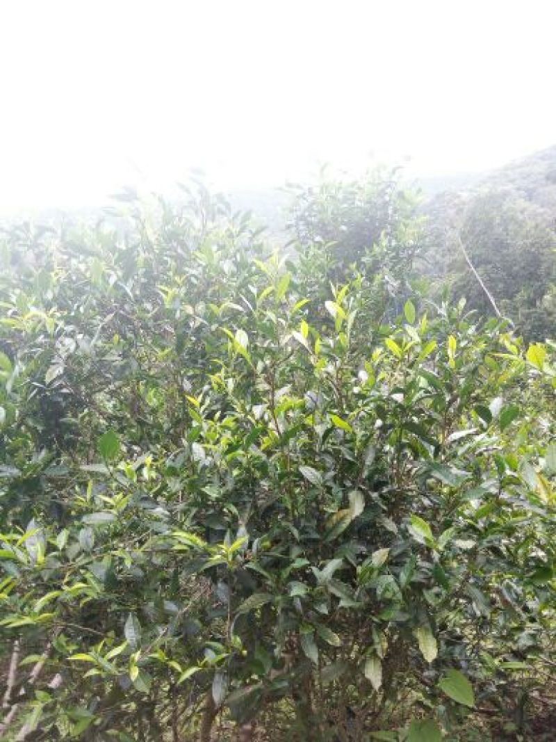 普洱茶散茶