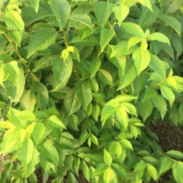 大花木槿