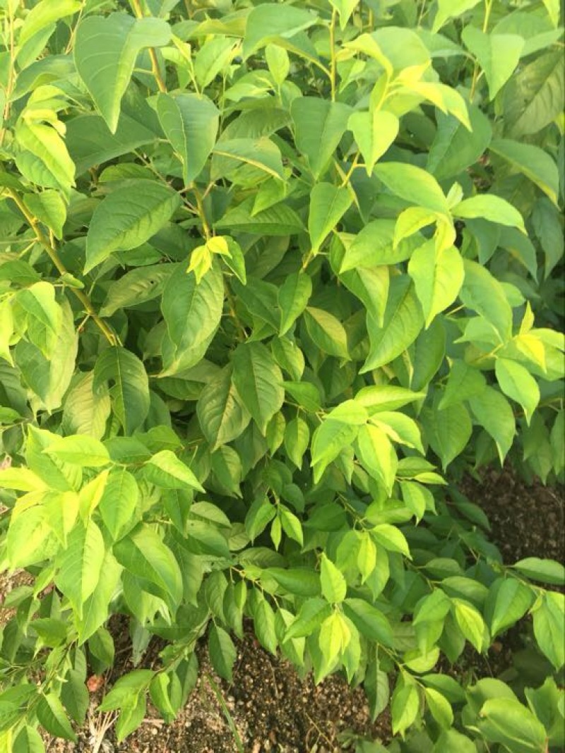 大花木槿