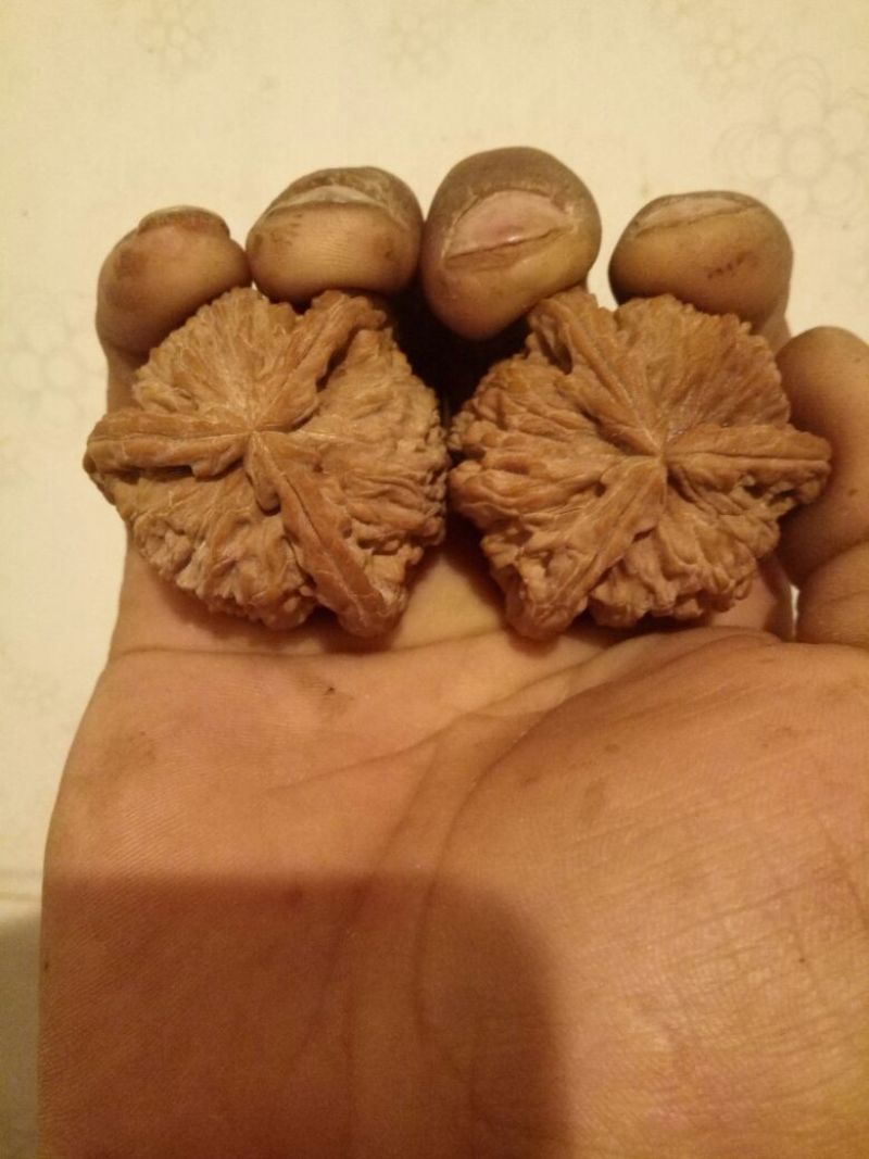 麻核桃去皮干