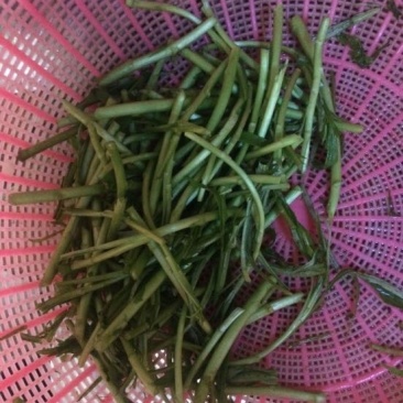 芦篙藜蒿